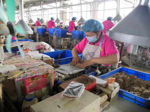 巧媳妇工程助力脱贫攻坚——南阳药益宝艾草制品李红文的艾草致富路