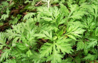 艾草种植技术详解