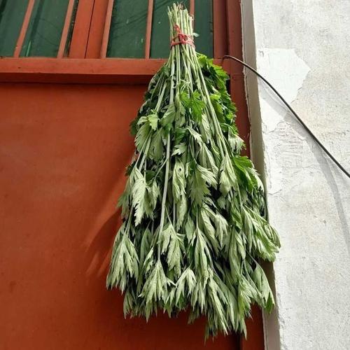 端午挂艾，驱蚊纳福——说说新鲜野生整株艾草