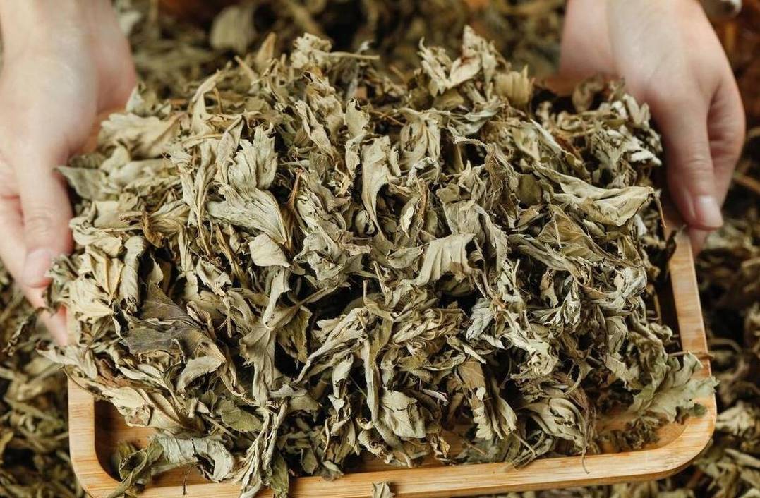 挂艾草有讲究，端午艾草“三不挂”有道理吗？