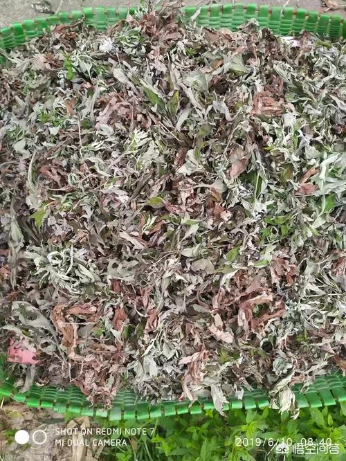 从艾草到艾灸 传统工艺的完整指南