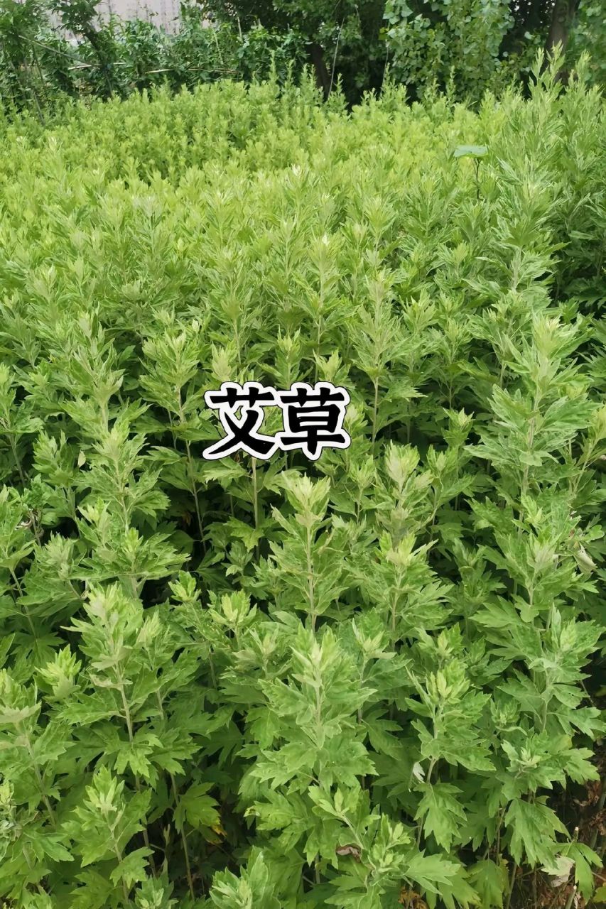 艾草与常见易混野草对比 辨识与药用要点